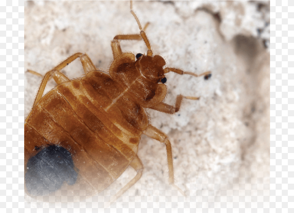 Bed Bug Supplement Does A Bed Bug Look Like, Animal, Insect, Invertebrate, Cricket Insect Free Png Download