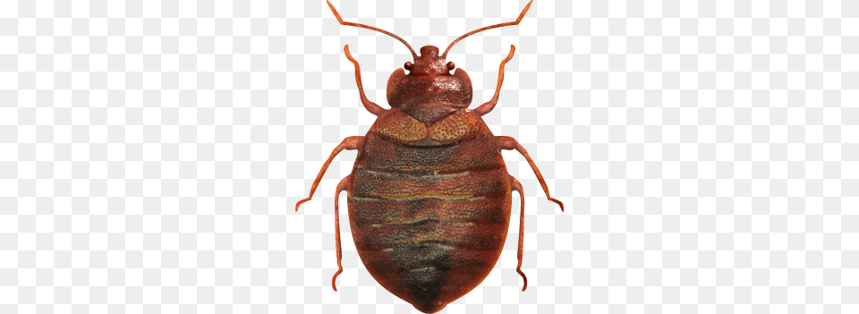 Bed Bug Top View, Animal, Insect, Invertebrate, Cockroach Free Transparent Png