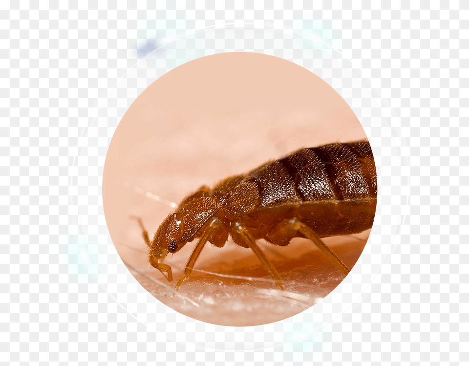 Bed Bugs, Animal, Insect, Invertebrate, Flea Png Image