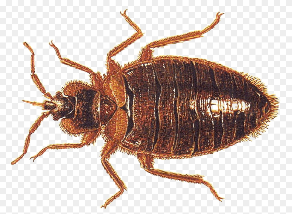 Bed Bugs, Animal, Invertebrate, Spider Png Image