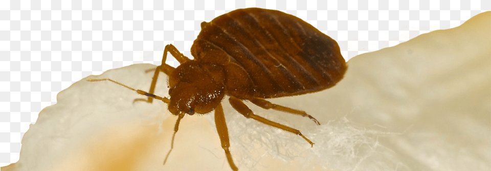 Bed Bugs Bed Bug Treatment Hotel Motel Apartment Exterminator, Animal, Insect, Invertebrate, Spider Free Png Download