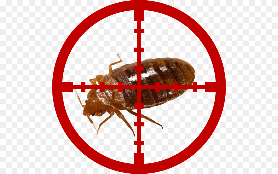 Bed Bugs Cross Hairs Clip Art, Animal, Insect, Invertebrate Png