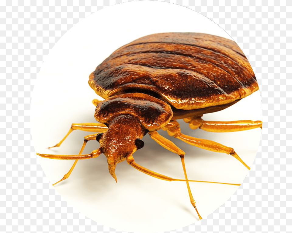 Bed Bugs Little Round Flat Brown Bug, Animal, Insect, Invertebrate Free Png