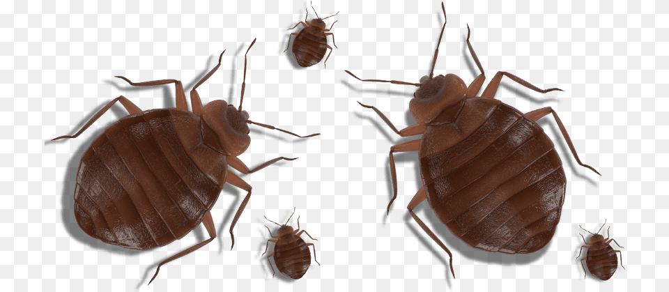 Bed Bugs On A White Background Cockroach, Animal, Insect, Invertebrate, Flea Free Png