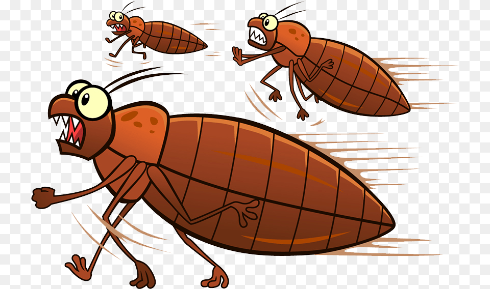 Bed Bugs Running Bed Bug Running, Animal, Insect, Invertebrate Free Png