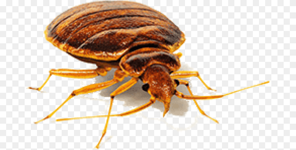 Bed Bugs Transparent Background, Animal, Cockroach, Insect, Invertebrate Free Png Download