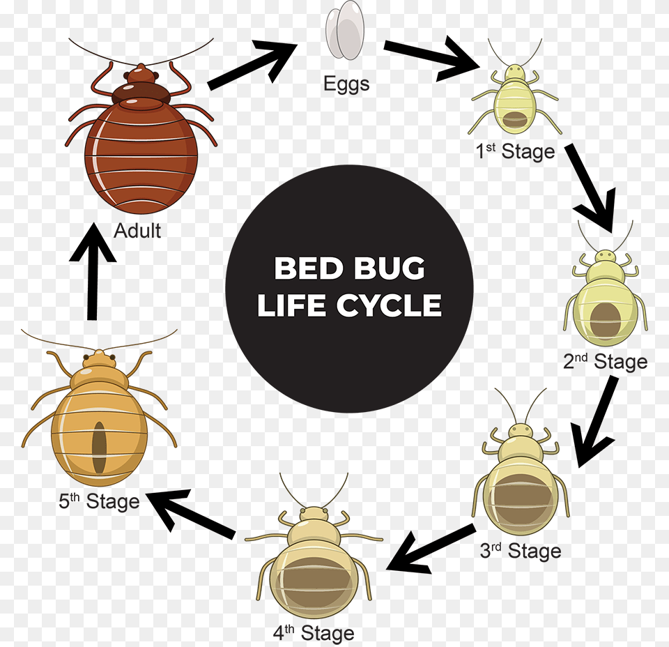 Bedbug Bed Bugs, Person Png