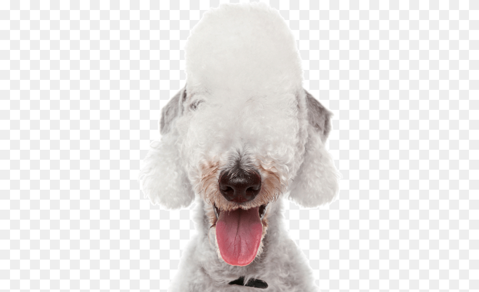 Bedlington Terrier, Animal, Canine, Dog, Mammal Free Png