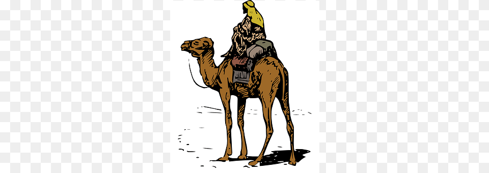Bedouin Animal, Camel, Mammal, Kangaroo Free Transparent Png