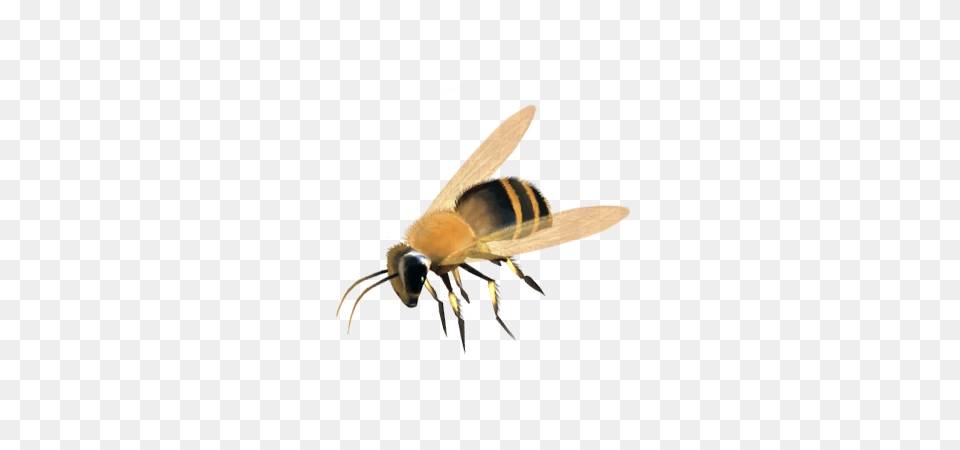 Bee, Animal, Apidae, Bumblebee, Insect Png Image