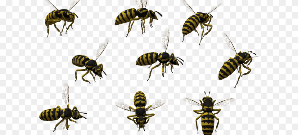 Bee, Animal, Insect, Invertebrate, Wasp Free Transparent Png