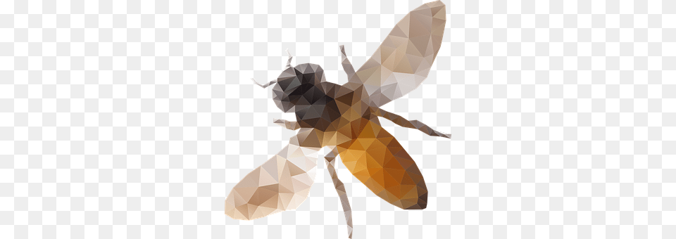 Bee Person, Animal, Honey Bee, Insect Free Png Download