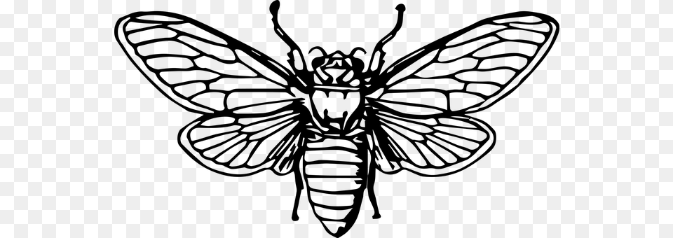 Bee Gray Png