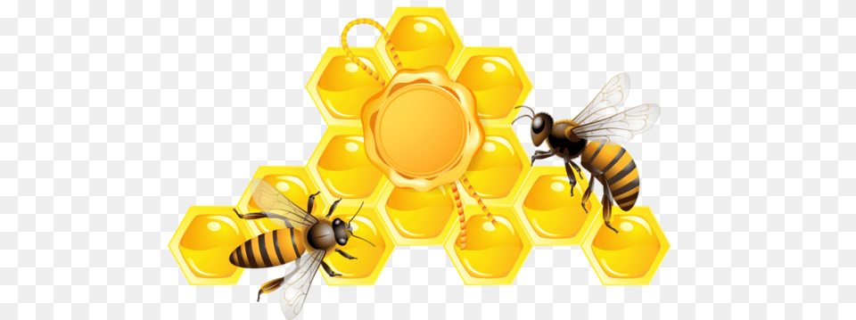 Bee, Animal, Invertebrate, Insect, Honey Bee Free Png Download