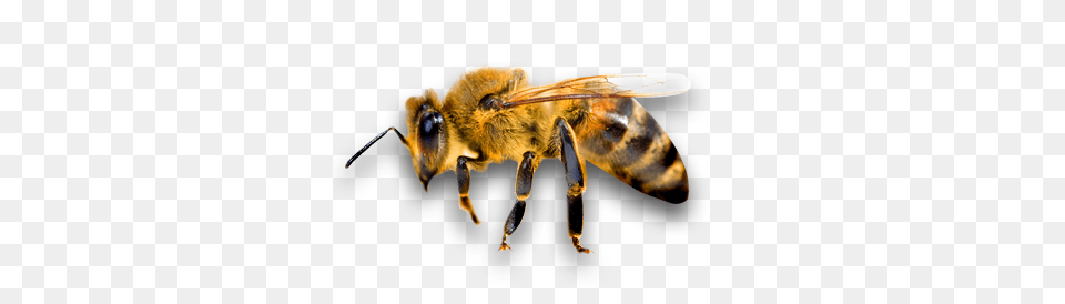 Bee, Animal, Honey Bee, Insect, Invertebrate Png