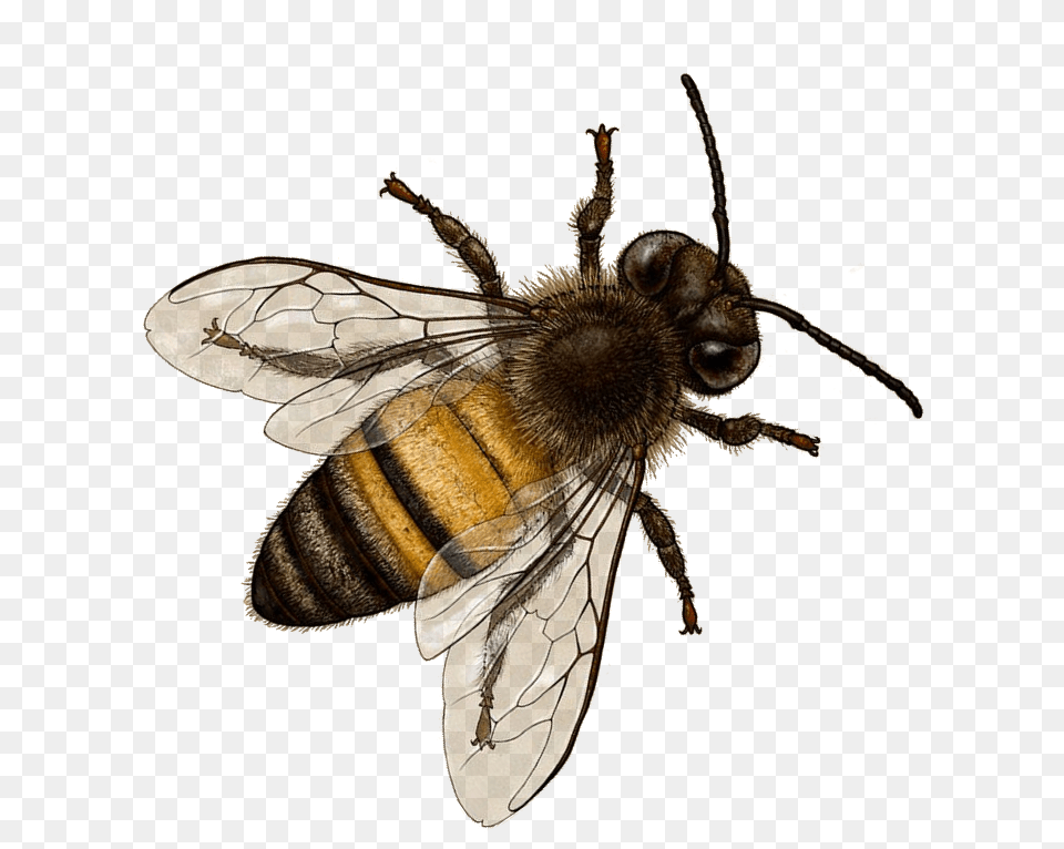 Bee, Animal, Apidae, Insect, Invertebrate Png Image