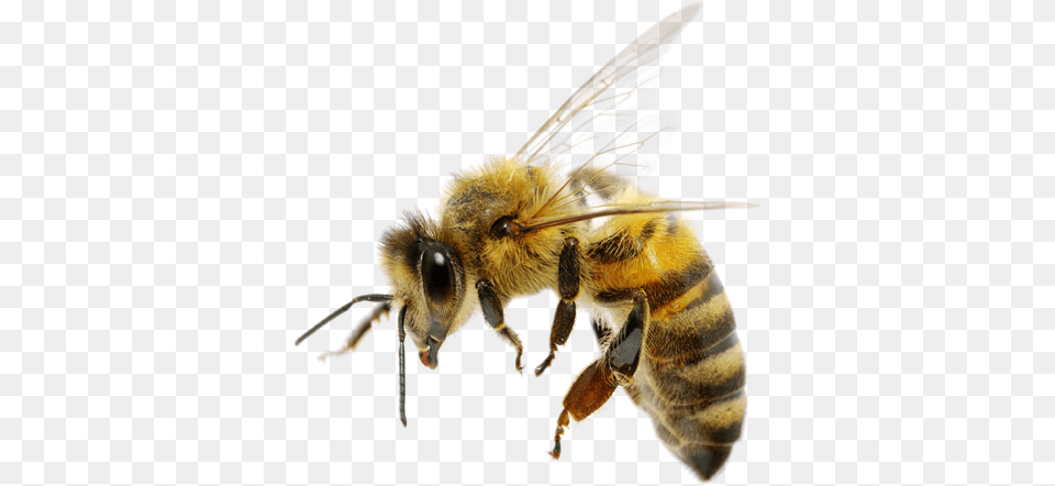 Bee, Animal, Apidae, Bumblebee, Honey Bee Png Image