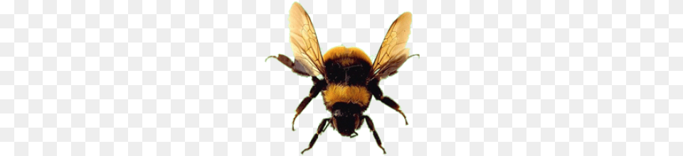 Bee, Animal, Apidae, Bumblebee, Insect Free Transparent Png