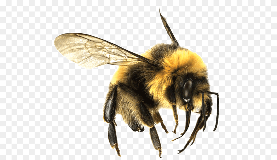 Bee, Animal, Apidae, Bumblebee, Insect Free Transparent Png