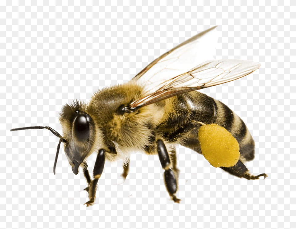 Bee, Animal, Honey Bee, Insect, Invertebrate Free Transparent Png