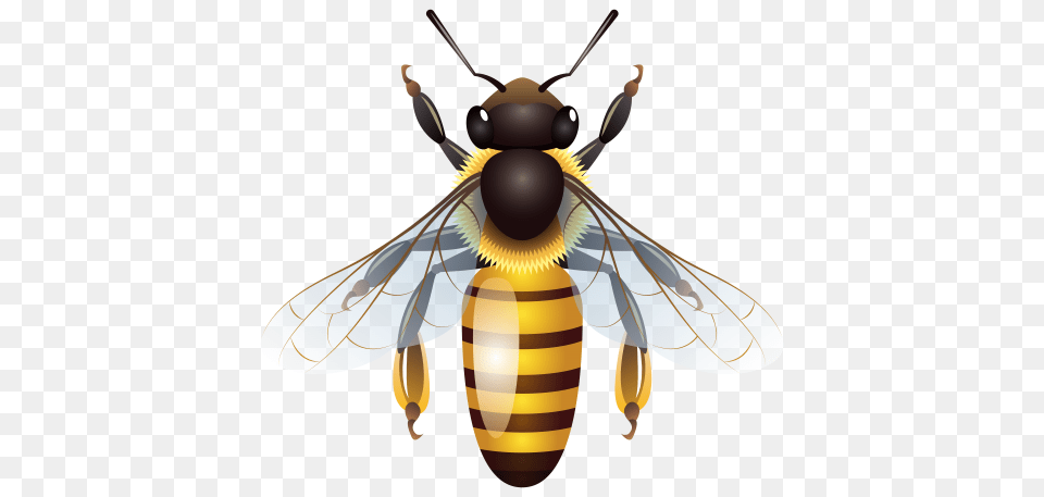 Bee, Animal, Invertebrate, Insect, Honey Bee Free Transparent Png