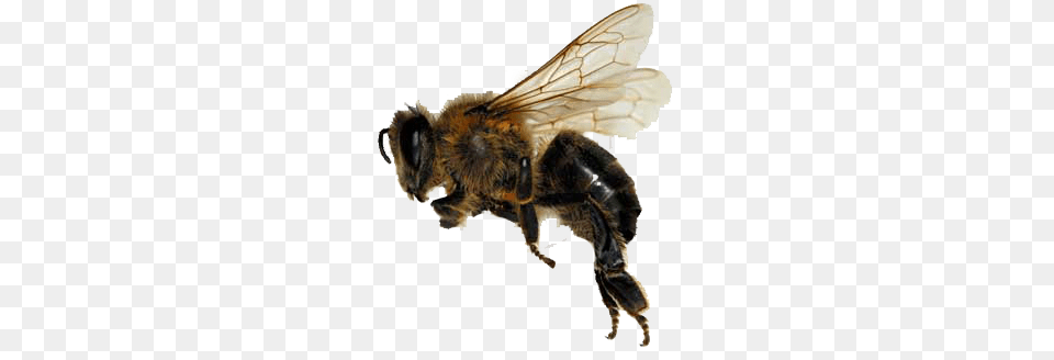 Bee, Animal, Honey Bee, Insect, Invertebrate Free Transparent Png