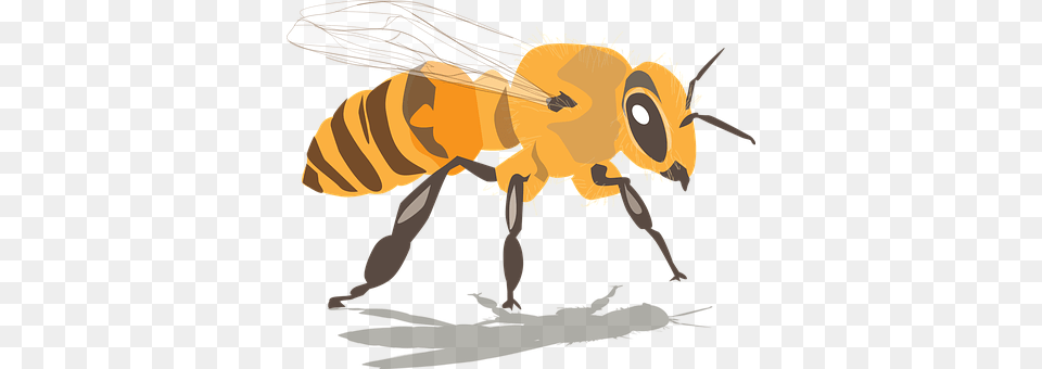 Bee Animal, Honey Bee, Insect, Invertebrate Png