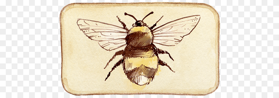 Bee Animal, Apidae, Insect, Invertebrate Png Image