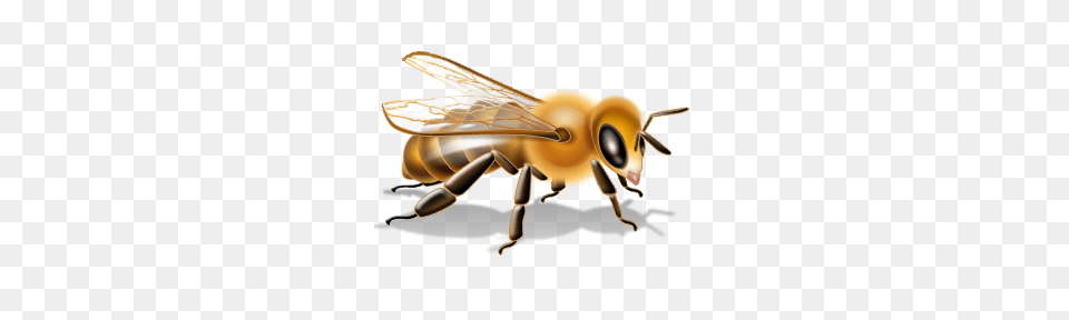 Bee, Animal, Invertebrate, Insect, Honey Bee Png