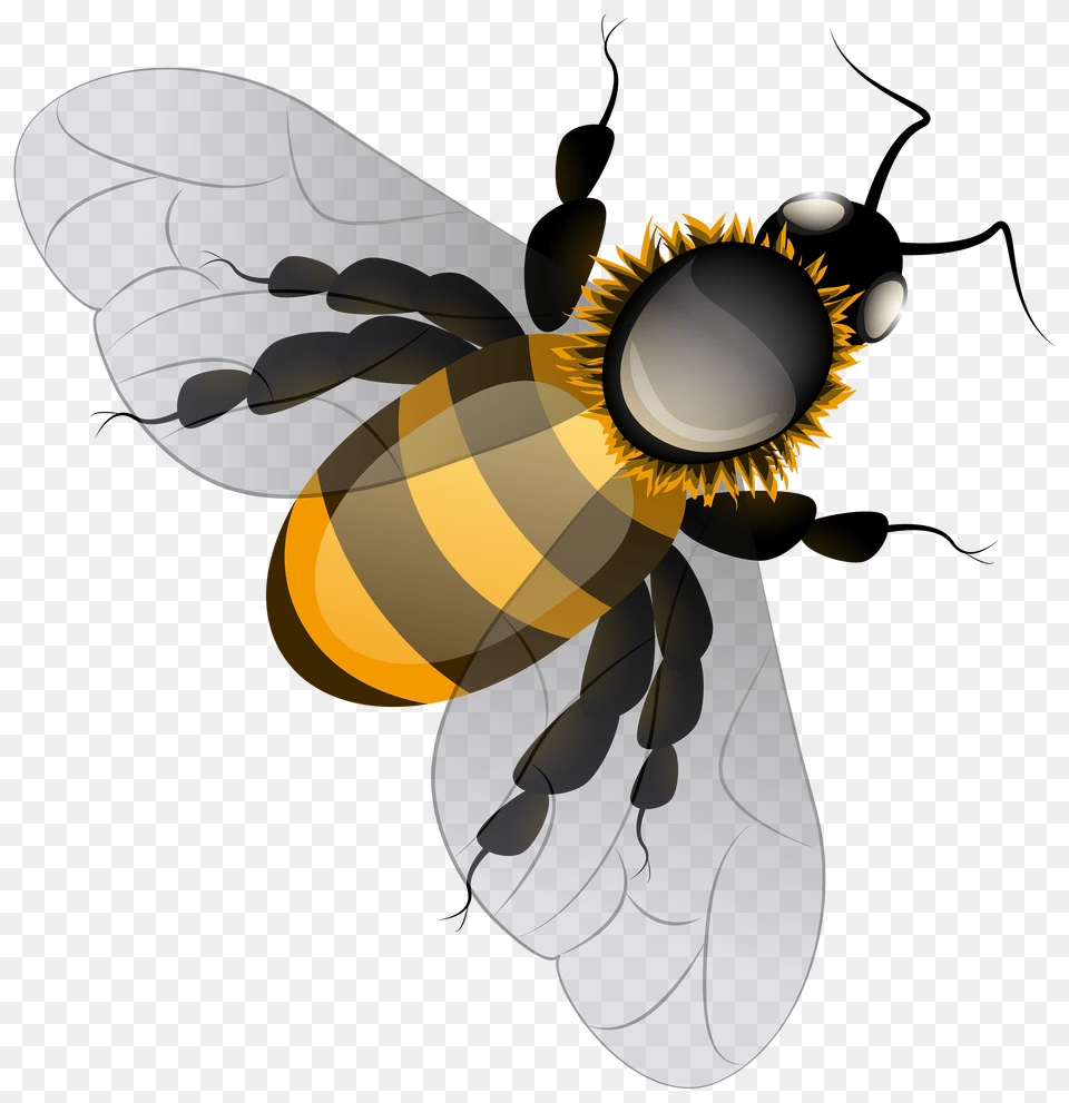 Bee, Animal, Invertebrate, Insect, Honey Bee Free Transparent Png