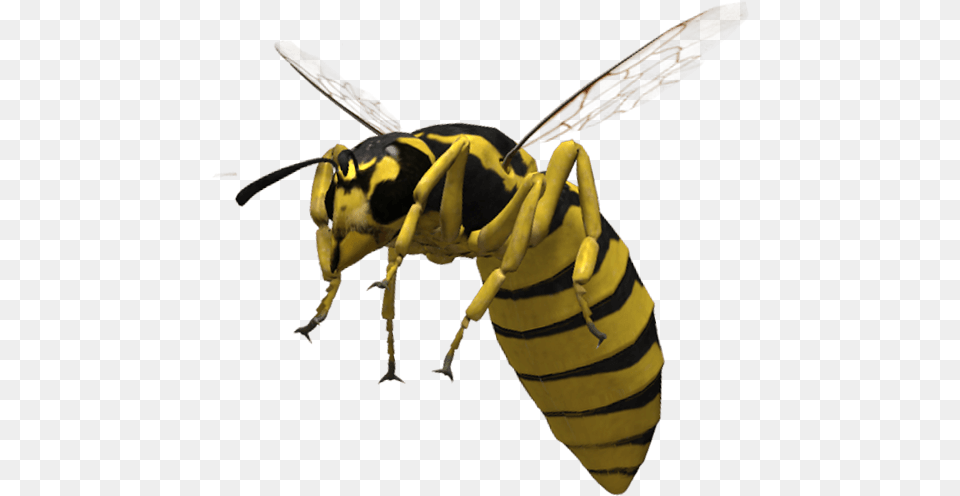 Bee, Animal, Insect, Invertebrate, Wasp Png