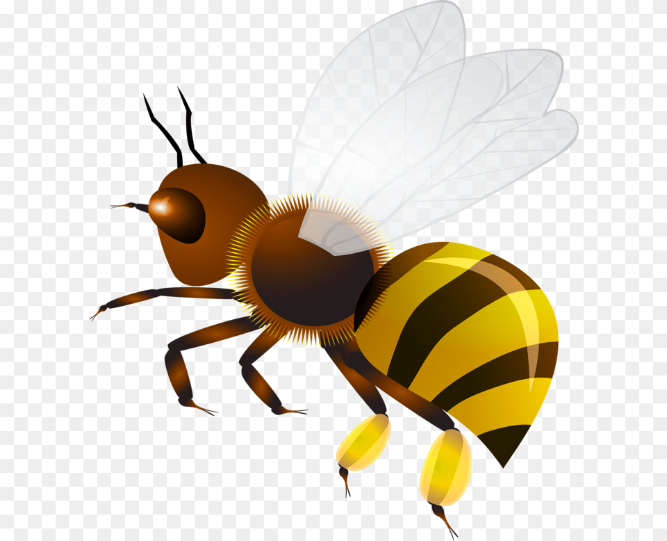 Bee, Animal, Honey Bee, Insect, Invertebrate Png