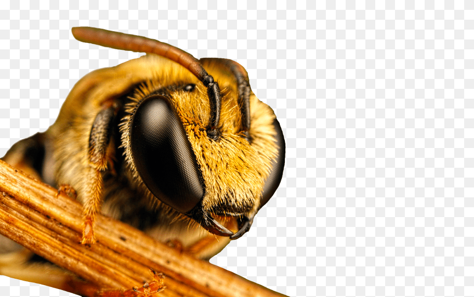 Bee, Animal, Apidae, Bumblebee, Insect Png