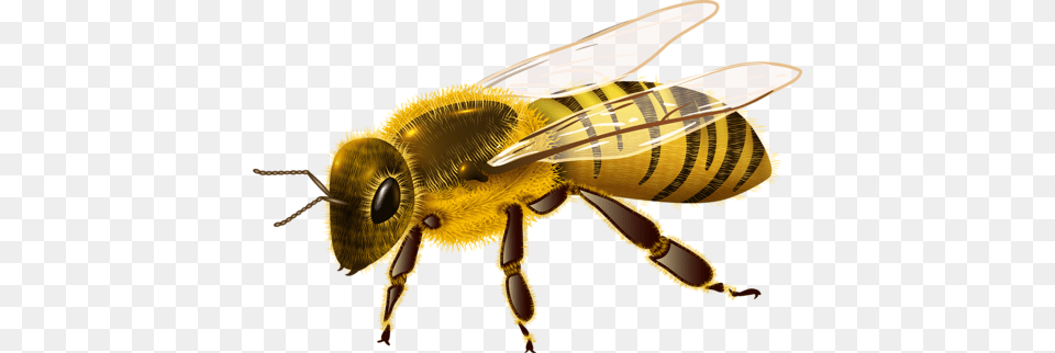 Bee, Animal, Honey Bee, Insect, Invertebrate Free Transparent Png