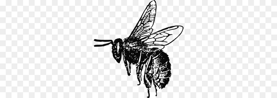 Bee Animal, Insect, Invertebrate, Wasp Png Image