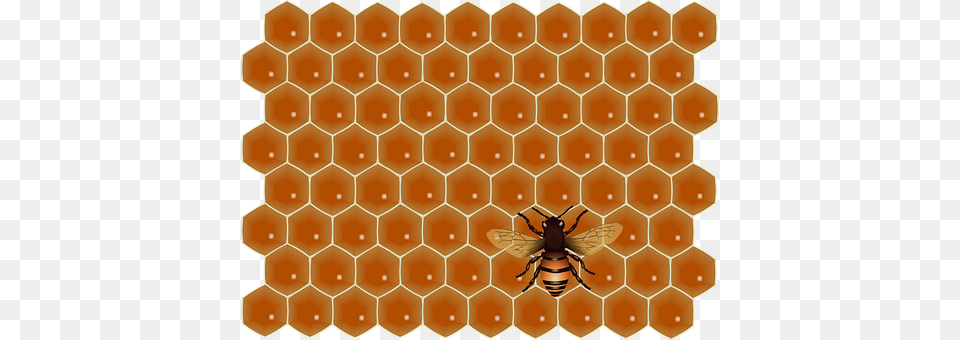 Bee Food, Honey, Honeycomb, Animal Free Png Download