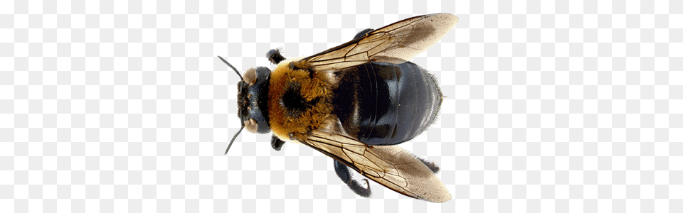 Bee, Animal, Apidae, Bumblebee, Insect Free Transparent Png