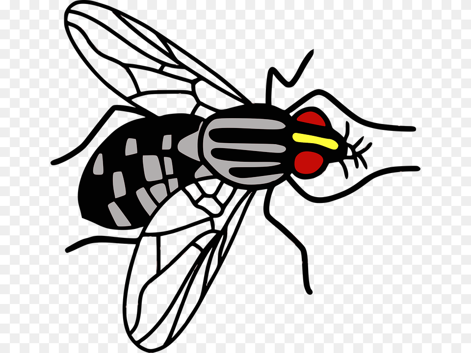 Bee, Animal, Invertebrate, Insect, Wasp Free Png Download