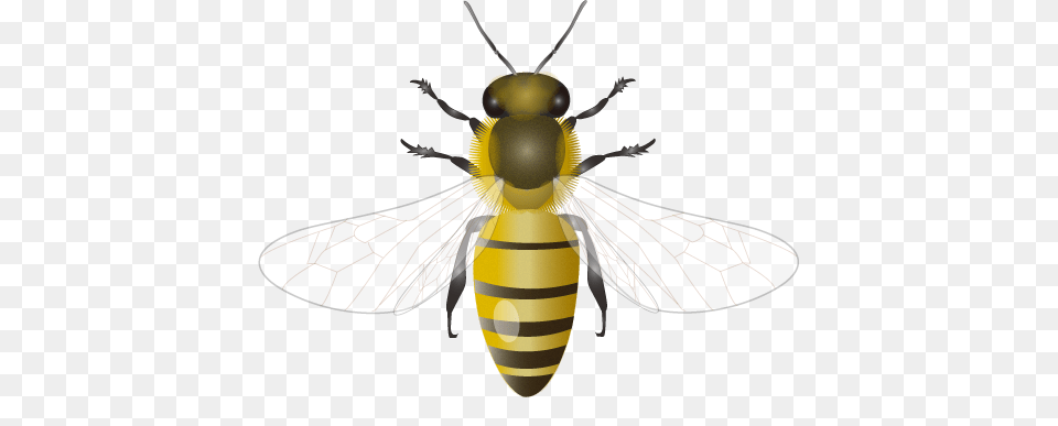 Bee, Wasp, Invertebrate, Insect, Animal Free Transparent Png