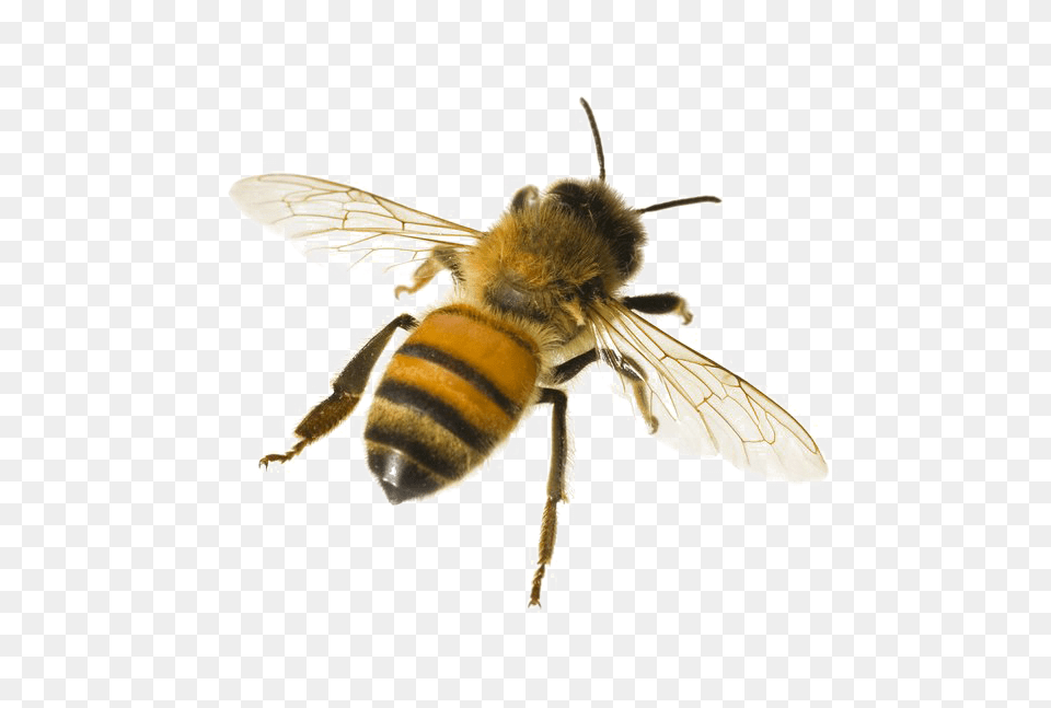 Bee, Animal, Honey Bee, Insect, Invertebrate Png