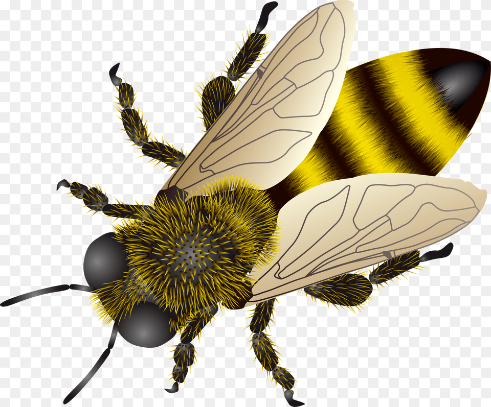 Bee, Animal, Honey Bee, Insect, Invertebrate Free Png Download