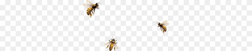 Bee, Animal, Apidae, Bumblebee, Insect Free Png Download