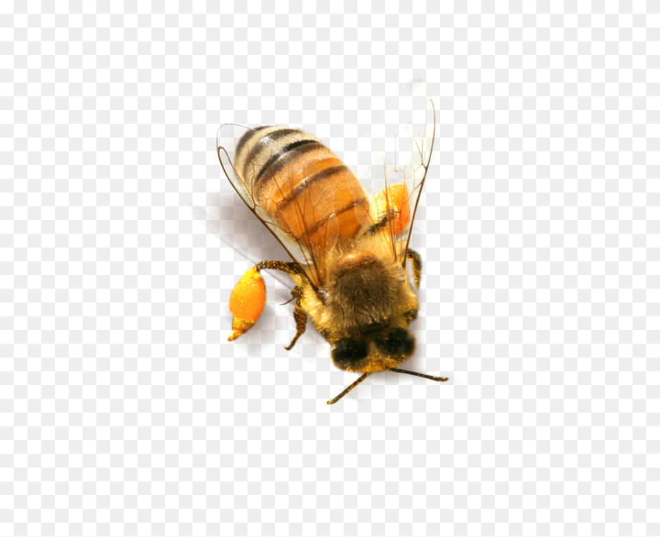 Bee, Animal, Honey Bee, Insect, Invertebrate Png