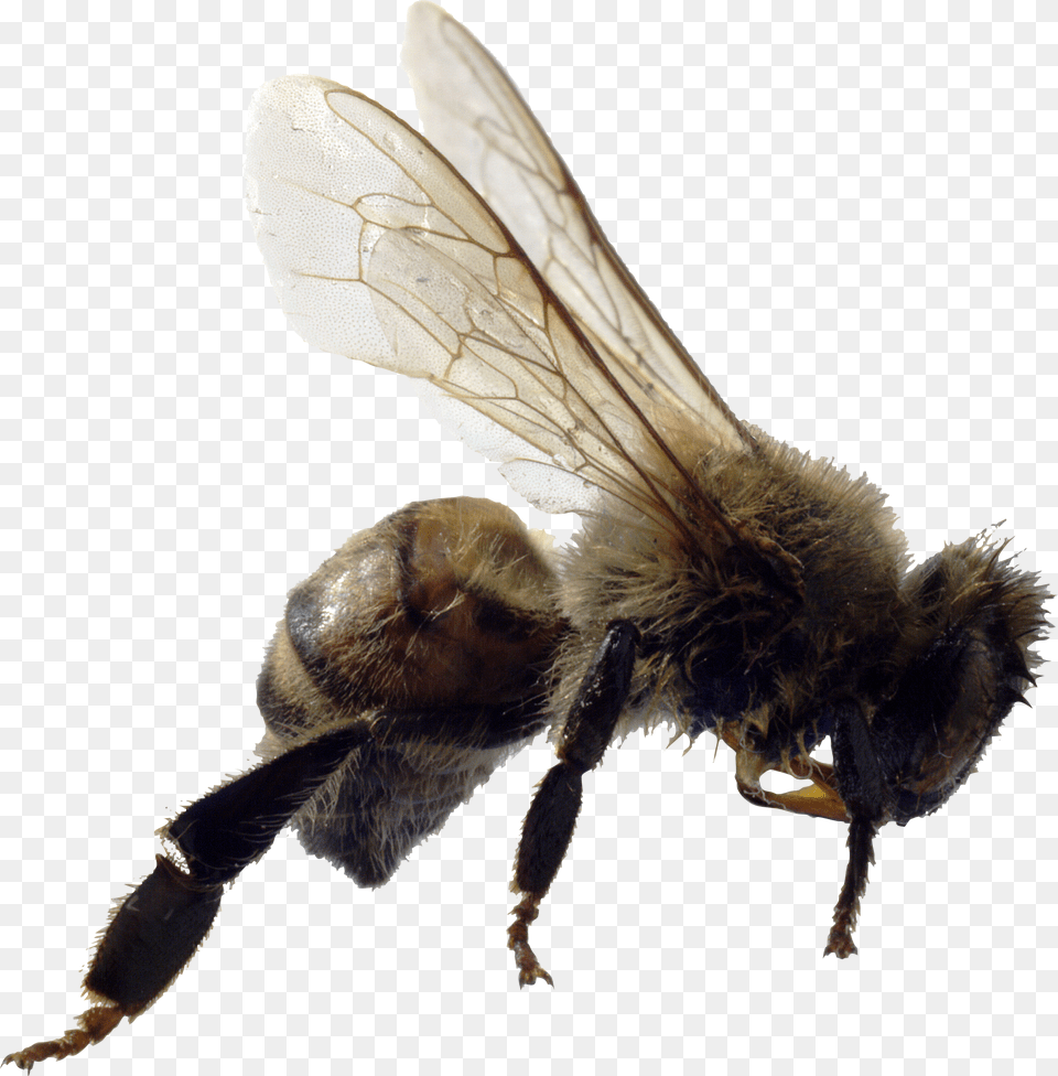 Bee, Animal, Apidae, Insect, Invertebrate Png Image