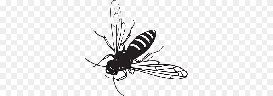 Bee Animal, Insect, Invertebrate, Wasp Png Image