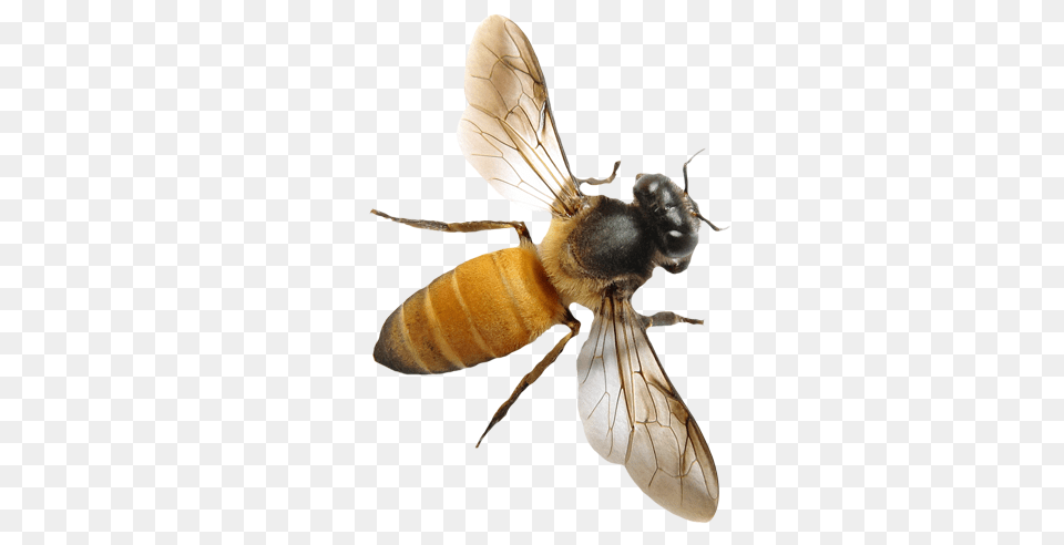 Bee, Animal, Honey Bee, Insect, Invertebrate Free Png Download