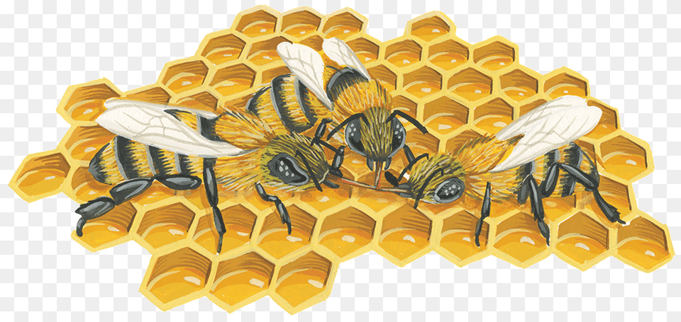 Bee, Animal, Invertebrate, Insect, Wasp Free Png Download