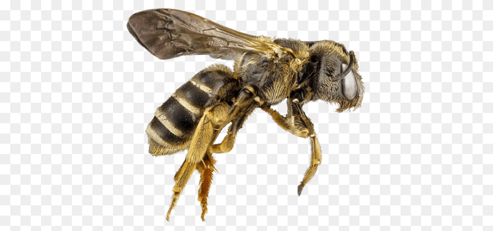 Bee, Animal, Apidae, Bumblebee, Insect Free Png