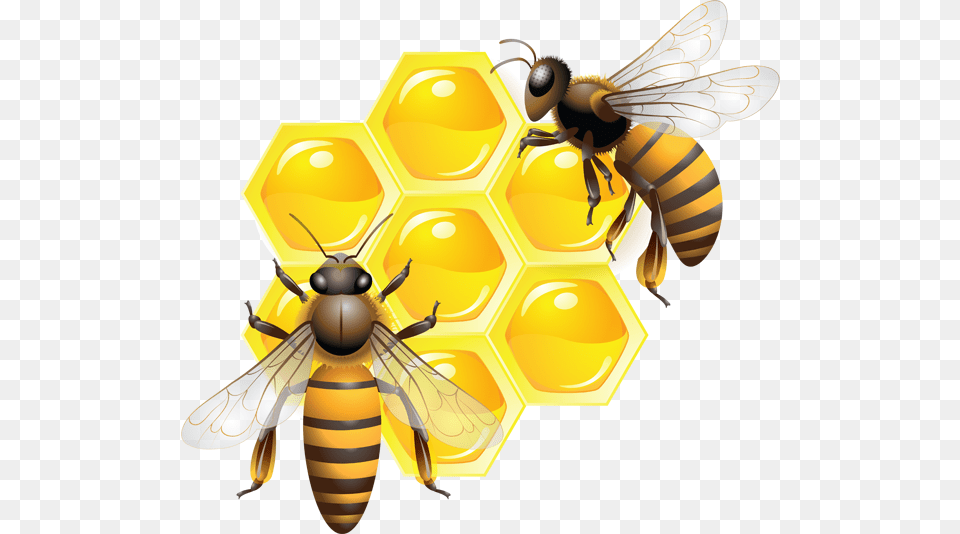Bee, Animal, Invertebrate, Insect, Honey Bee Free Png Download