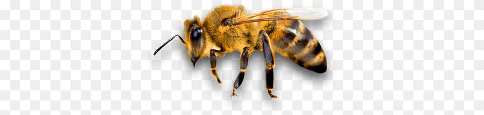 Bee, Animal, Invertebrate, Insect, Honey Bee Free Png